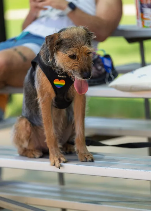 A dog wearing a black harness with a rainbow heart patch sits on metal bleachers, tongue out, while a person sits nearby in a casual outfit during a break at the kickball field.