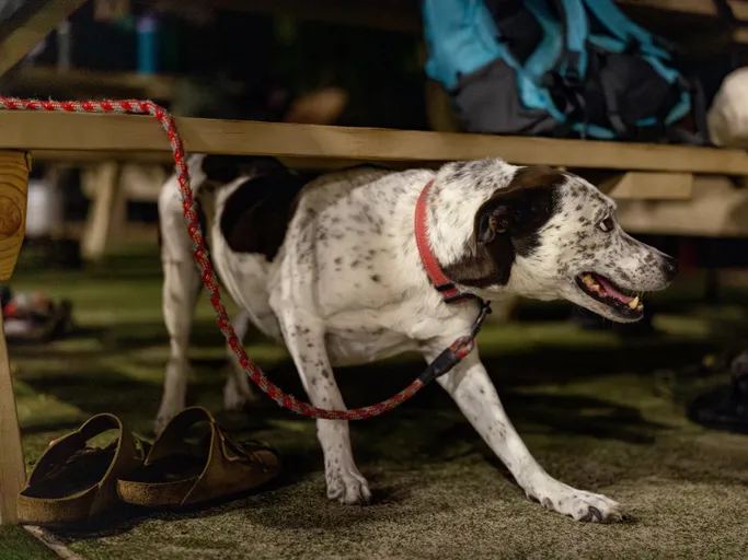 A spotted dog wearing a red collar and rope leash stands under a wooden bench on the sidelines of a sand volleyball court at night, looking out with its mouth open. A pair of sandals on the ground and a backpack on the bench suggest spectators resting nearby.