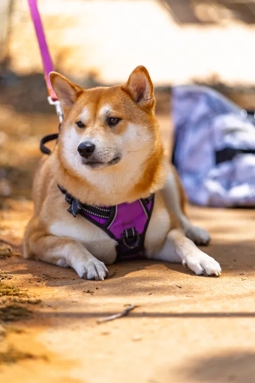A dog wearing a purple harness is lying on a paved path, attached to a pink leash, with a bag placed on the ground nearby in an outdoor setting.