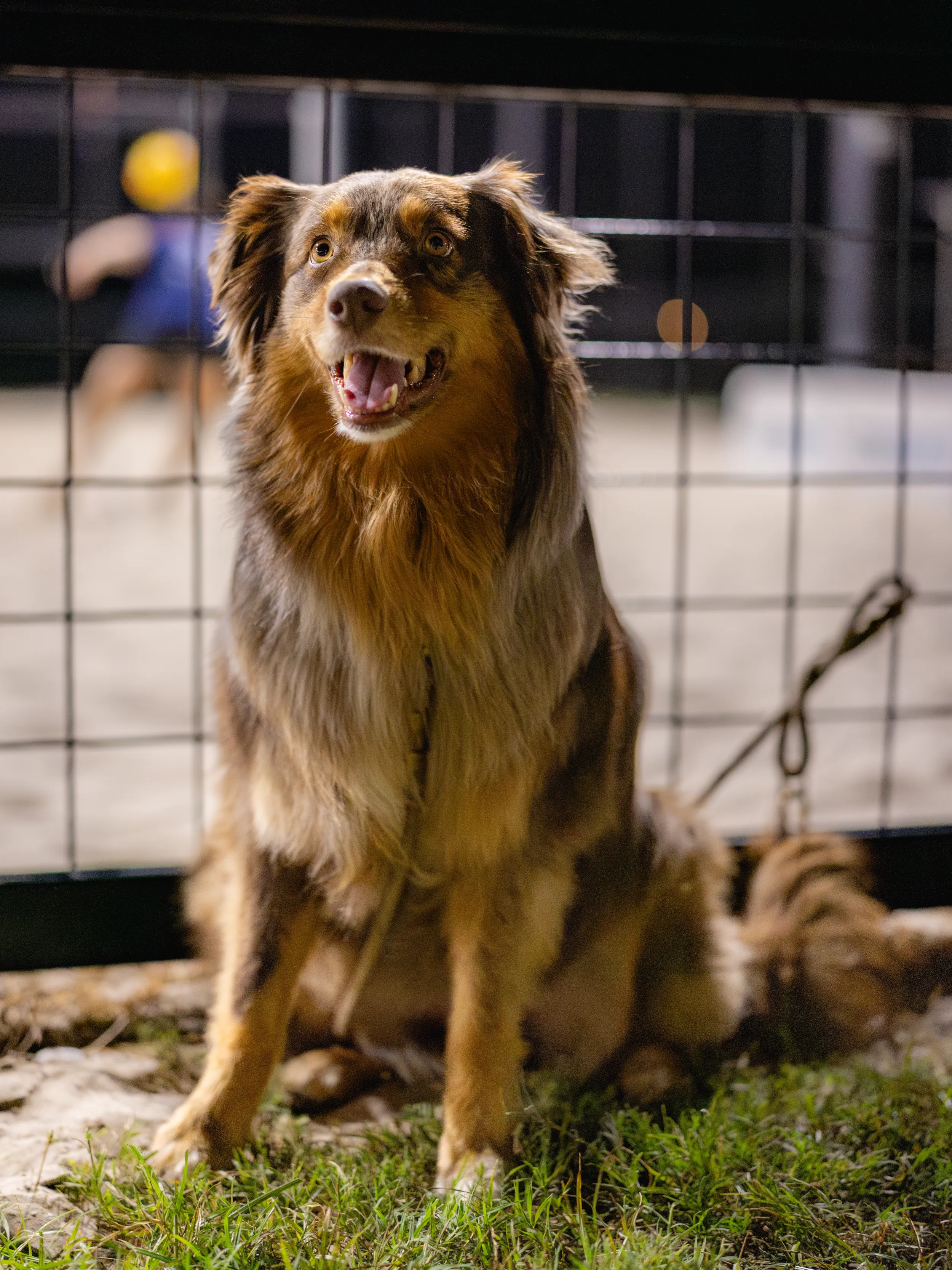 A leashed dog sits alert on the grass beside a wire fence, watching a Stonewall sand volleyball game. Behind the fence, a blurred player in blue with a yellow cap moves on the sandy court as a ball arcs by under evening lights.