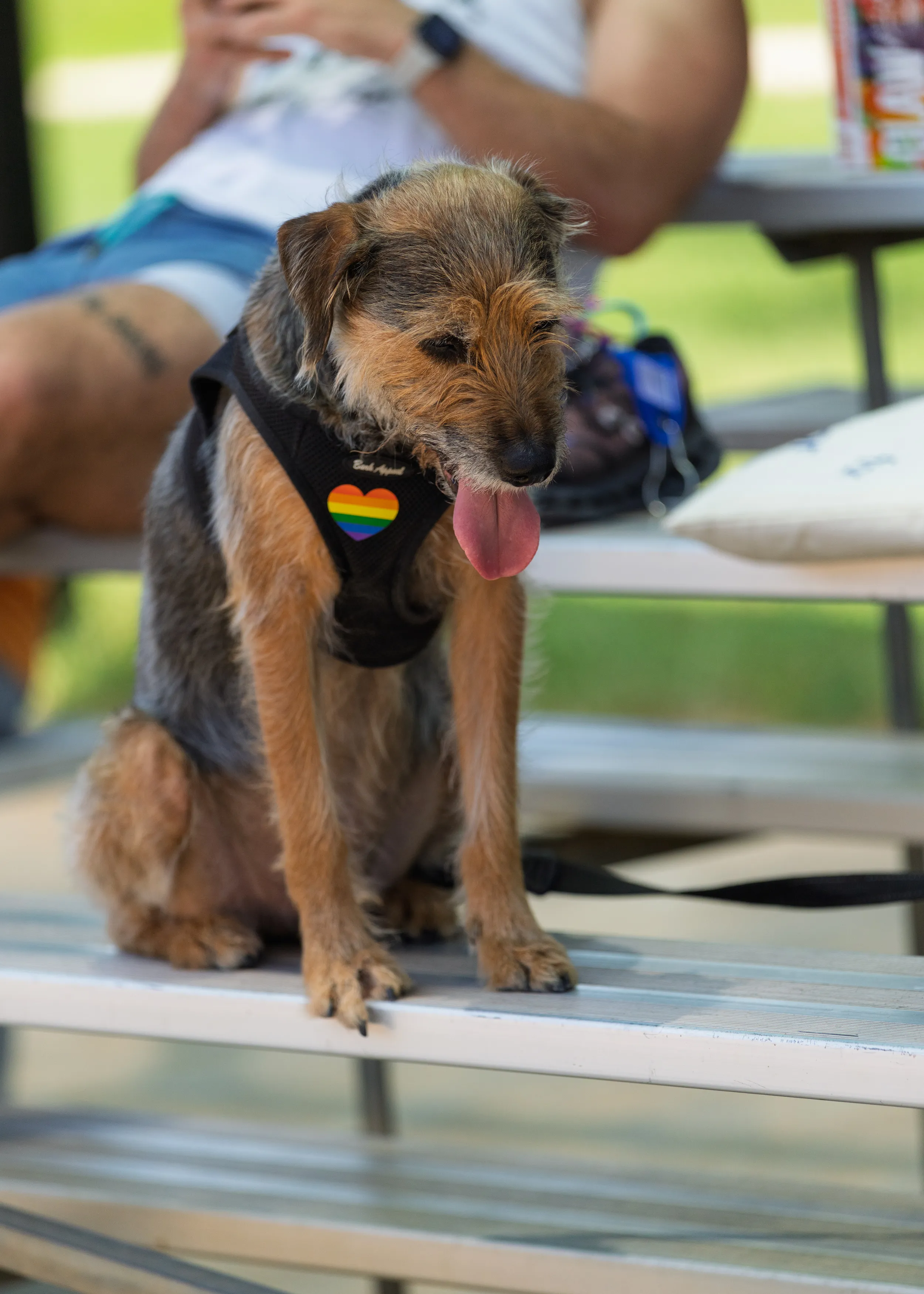 A scruffy dog in a black harness with a rainbow heart patch sits on metal bleachers, panting with its tongue out. A person relaxes behind it on the sideline bleachers of the kickball field, with a leash and bag nearby.