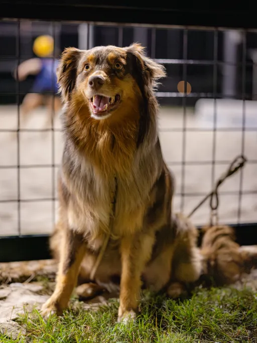 A leashed dog sits alert on the grass beside a wire fence, watching a Stonewall sand volleyball game. Behind the fence, a blurred player in blue with a yellow cap moves on the sandy court as a ball arcs by under evening lights.