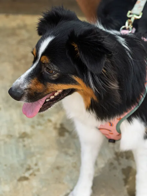 A dog wearing a pink harness stands on a concrete surface with its mouth open and tongue out, appearing alert and relaxed on the sidelines of the kickball field.