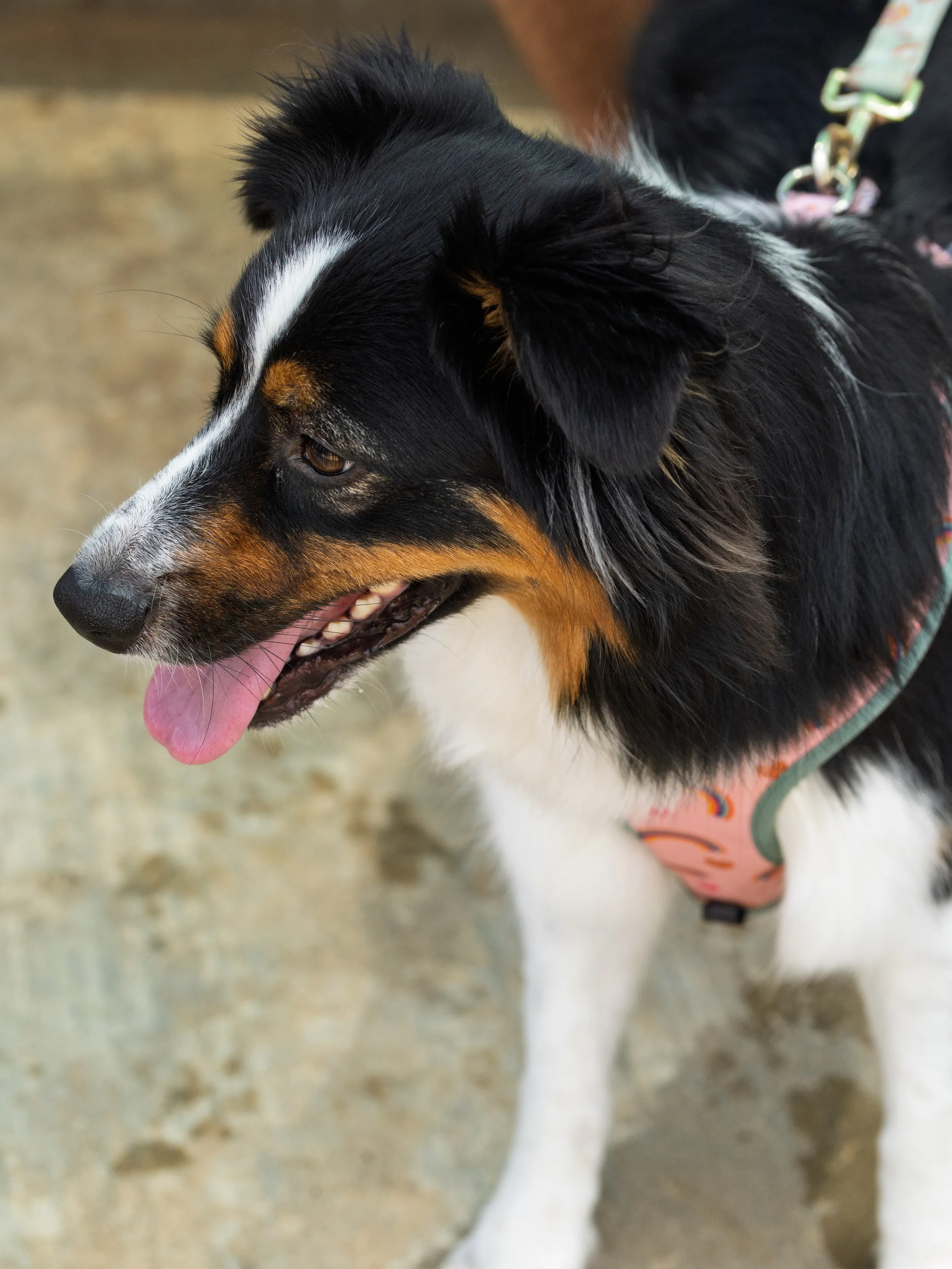 A leashed dog with black, white, and tan fur wears a pink harness and looks left with its tongue out. Seen on a concrete walkway at the kickball field sidelines during the Stonewall Kickball Spring 2025 season.